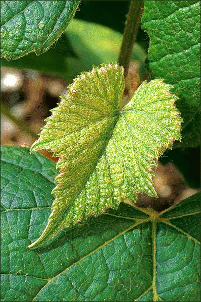 concord_grape_plant