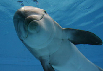 dolphin-83830489