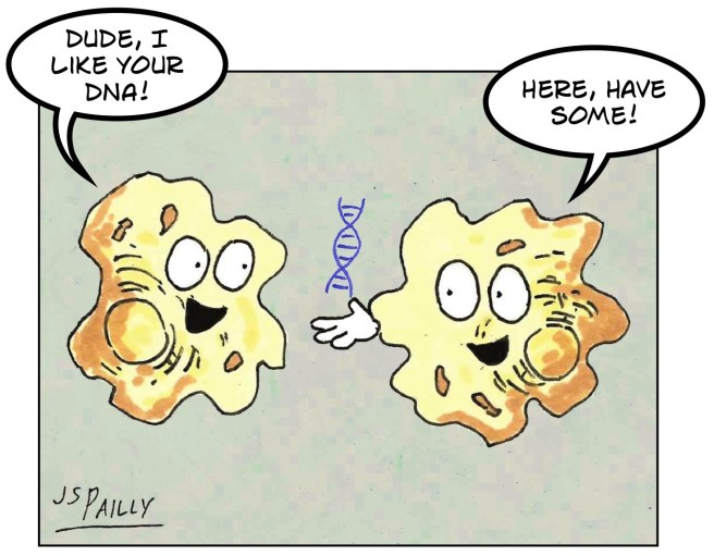 Mr02 Bacterial Conjugation