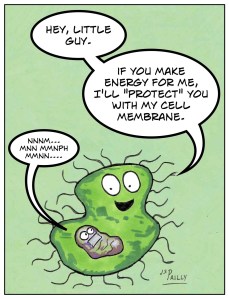 Jn17 Endosymbiosis 2